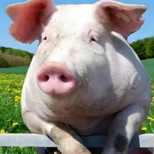   旺季崩盘！节后猪价&ldquo;断崖式&rdquo;双触底：11元保卫战打响，3月下旬抄底信号已现？