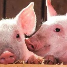 变天了！行业巨头集体&ldquo;大变局&rdquo;！温氏狂砸3.5亿跨界、神农牵手医药、天域4.65亿定增梦碎.....