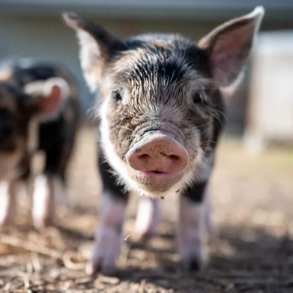 重磅！2026猪价走势如何？震撼揭秘！非瘟疫苗研发结果分化，有企业终止研发！