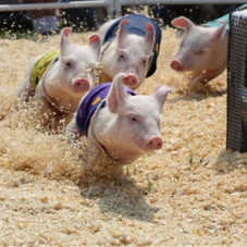 一夜入冬？2025猪业成绩单曝光！2026猪价预言：先跌穿地心，再暴涨回天？