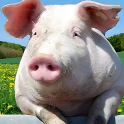 猪价全面反弹！单日上涨0.82元！抢猪大涨开始了！节后行情如何走？这个分析太到位了！