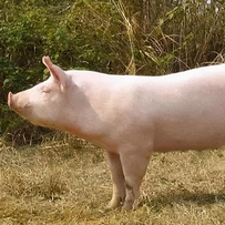 在一片抗议声中，剑桥大学决定保留其兽医系