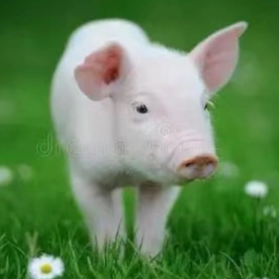 林可霉素在母猪产后的用法 