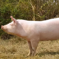 突发！某地非瘟疫情失控，2万头猪被扑杀！国内疫情警报拉响