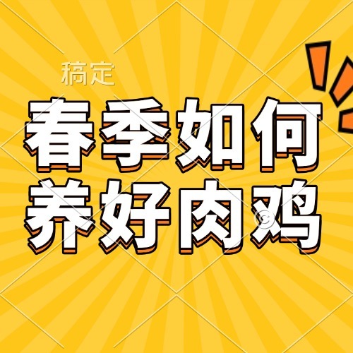 春季如何养好肉鸡