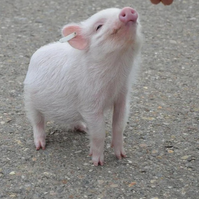 教你从症状上区分伪狂犬和脑炎型链球菌，一学就会！