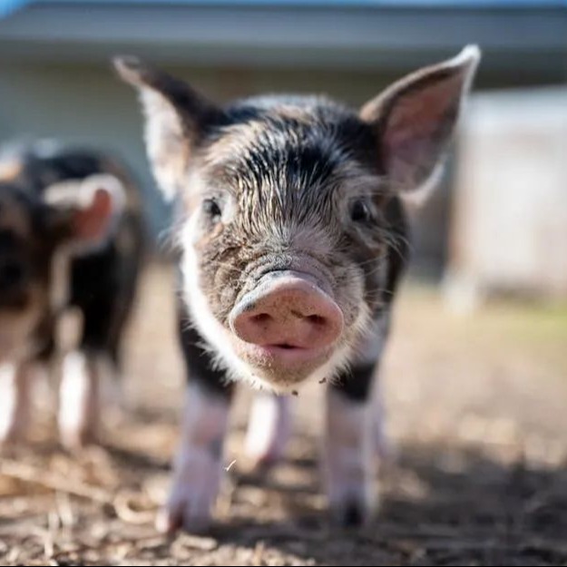 猪蓝耳病与副猪混感治疗成功案例！