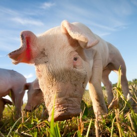 注意！3月1日起养猪环保新规落地