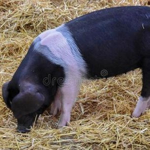 2026年农业农村部落实《中央一号文件》关于生猪的政策方向解读