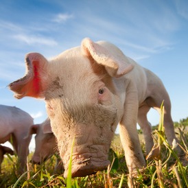 2026-2027年饲料产品继续免征增值税