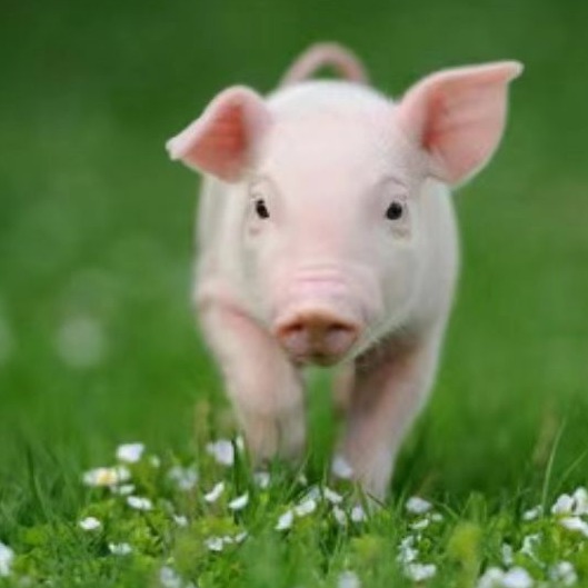 新生仔猪大肠杆菌性腹泻的防控