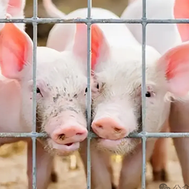 育肥猪添加益生菌，营养是猪先利用还是菌先利用？