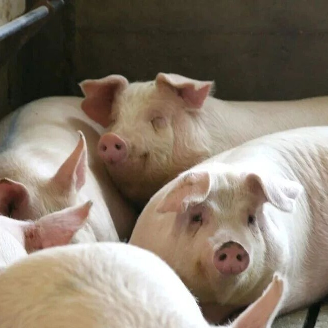 不同阶段猪只常见兽药的推荐剂量