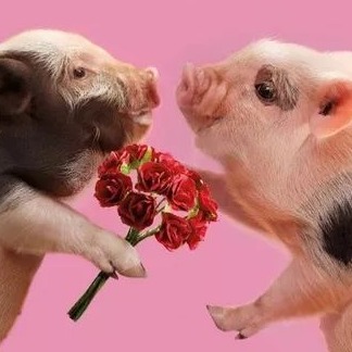 又一生猪产业链企业递表港交所！年营收超10亿元，毛利率近50%