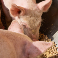 发改委最新监测信息发布：未来仔猪育肥头均亏损134.06元！