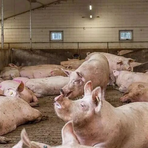 联排猪舍侧墙通风窗