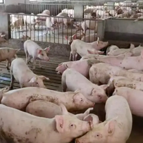 冷湿环境导致的流行性腹泻