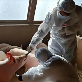 全球非瘟肆虐！匈牙利、波兰等多国爆发疫情