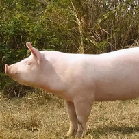 唐人神：2026年减少外购仔猪、提升自供比例，全力冲刺肥猪成本12.6元/公斤