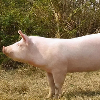 霉菌毒素对畜禽的危害及其控制