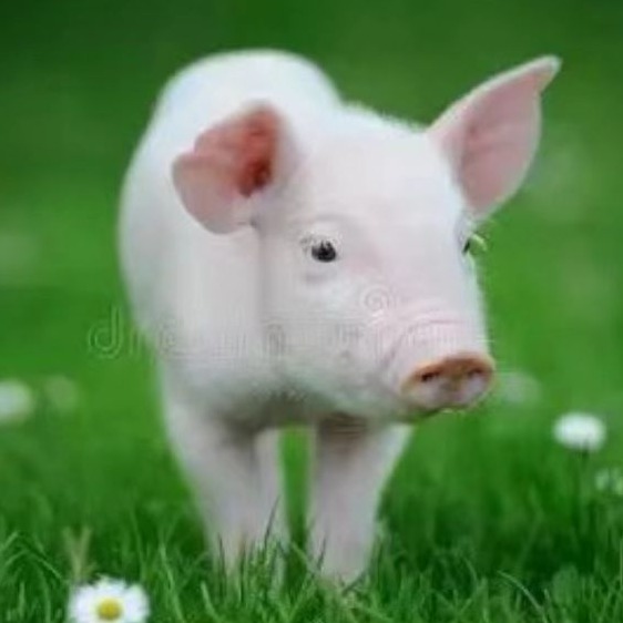  影响母猪胚胎死亡的主要原因