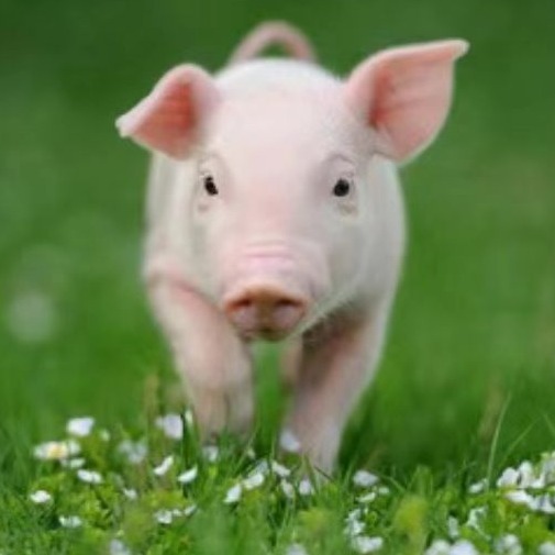 链球菌的防治措施