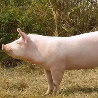 2026年猪价能否迎来周期性反弹？