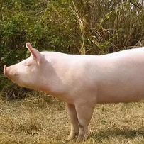 养猪场在寒冷季节要注意哪些细节？