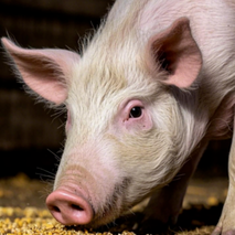 出大事了！猪价跌得&ldquo;一塌糊涂&rdquo;，最大原因曝光！2026走势已定！还要跌两轮？