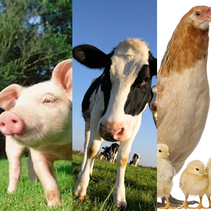 猪肉、鸡蛋批发价〡3月白羽肉鸡价格震荡调整