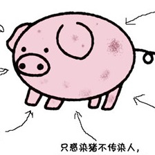 九招驯服后备公猪