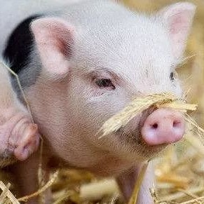 秋季养猪管理要点总结