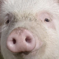 如何控制肠道菌群平衡