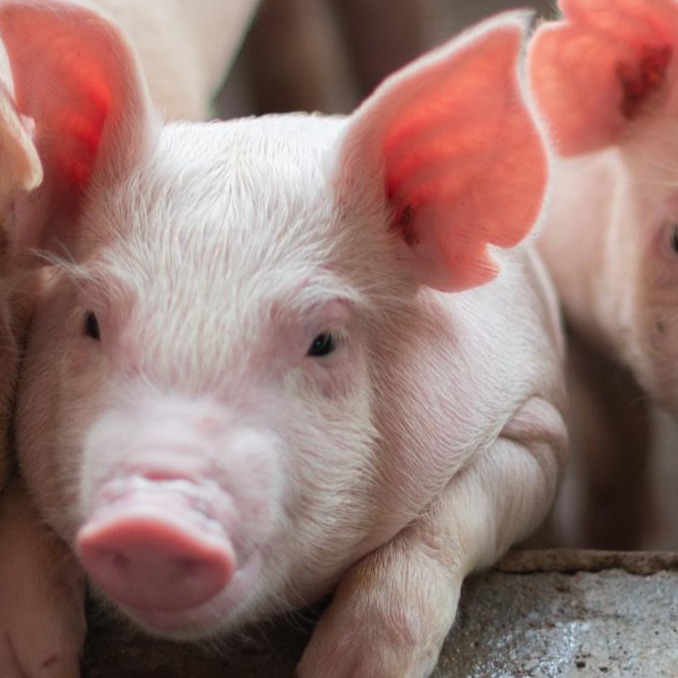 猪盖塔病毒流行现状与科学防控策略