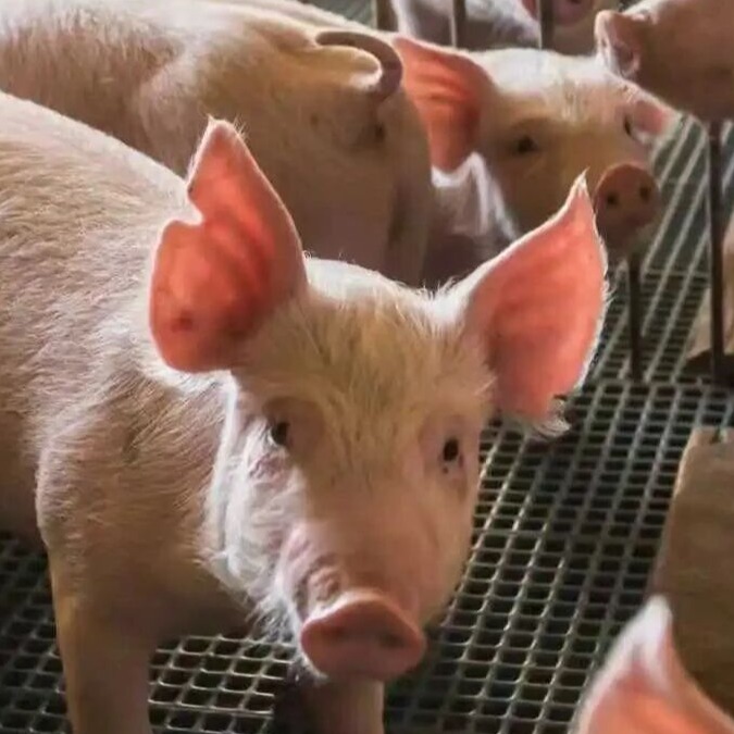 育肥猪添加益生菌，营养是猪先利用还是菌先利用？