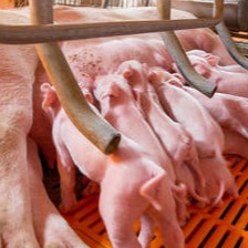 猪呼吸困难急救方案：先救急再对症 大幅降低死亡率