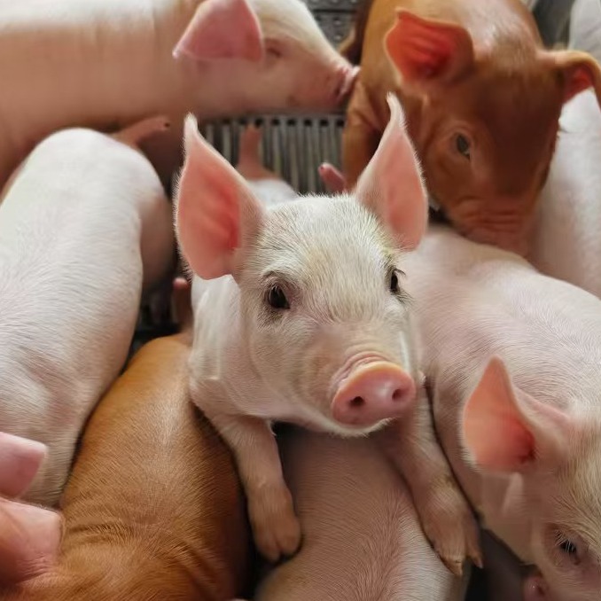 精准控温：猪场&ldquo;舒适区&rdquo;管理，让每一度温差都变成真金白银！