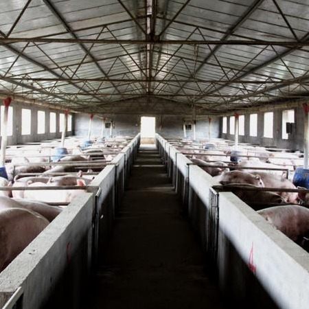 猪舍氨气浓度多少才是正常