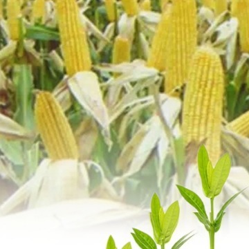 玉米走势偏强 豆粕运行平稳〡原料焦点