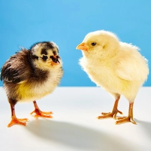 2026年1月份禽病报告| 支气管炎居首位