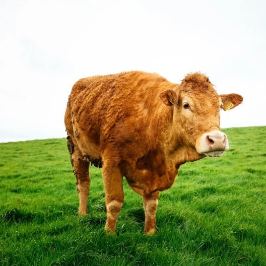 冬季养牛管理核心三要点