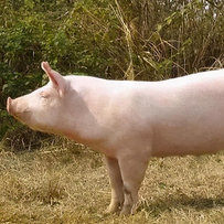 一例猪伪狂犬病的诊治