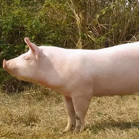 生猪市场供需失衡 行业何时盈利？