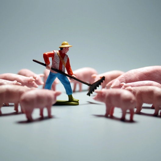 月末猪价&ldquo;变脸&rdquo; 部分地区大涨 | 仔猪 雏鸡