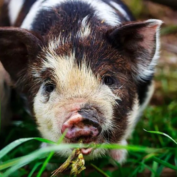 畜禽无害化处理&mdash;&mdash;技术革新驱动下的产业升级与生态重构