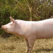 牧原股份港股上市对其他养猪企业的影响：竞争重构、模式倒逼与行业分化