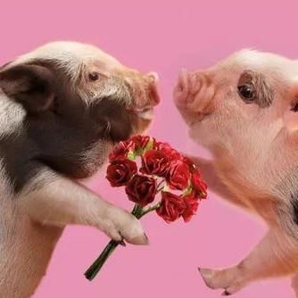 生产断奶仔猪苗如何从生产环节中挖掘降本空间？2