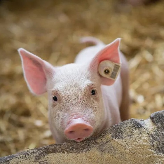 猪病毒性肠炎难防难治？一文读懂诊断与综合防控方案