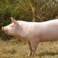 母猪繁殖障碍疾病的诊断及防制