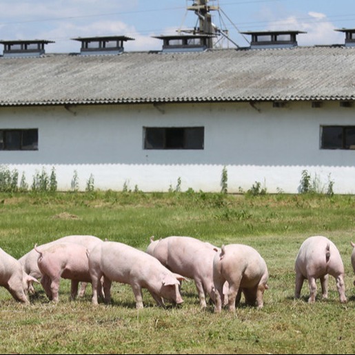 2026新规来袭！生猪养殖氨气排放核算&ldquo;有法可依&rdquo;，绿色转型加速